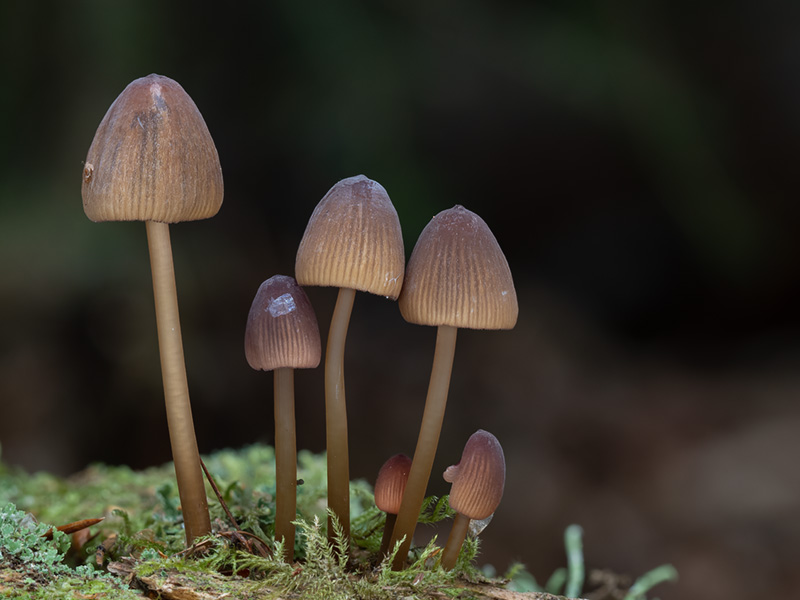 Mycena viridimarginata